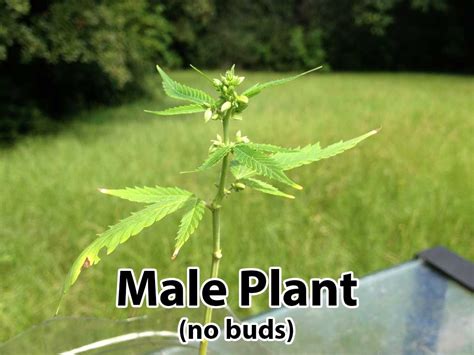 Growing Weed How To Tell Male From Female Foliar Garden