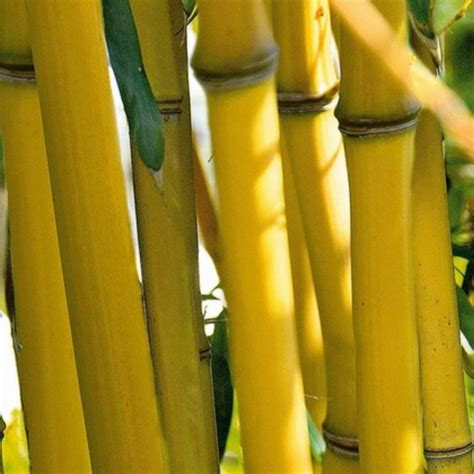 Clumping Yellow Bamboo Seeds Hardy Fargesia Fungosa Fiyat