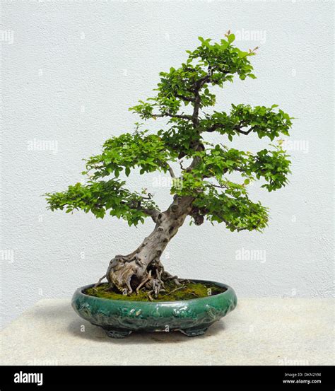 China Tree Bonsai Stockfotos China Tree Bonsai Bilder Alamy