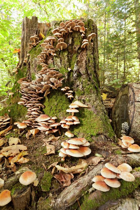 Tree Growing Mushrooms at Zane Pellot blog