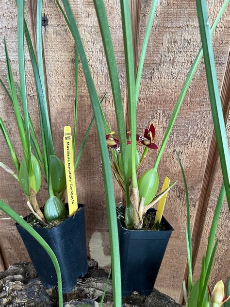 Maxillaria Tenifolia Coconut Orchid In Bloom In Spike Must Etsy