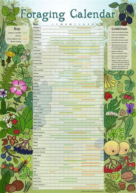 Foraging Calendar Infographic A3 Poster Etsy Survival Gardening