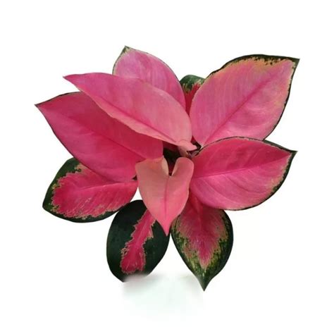 Aglaonema Pink – Elite Agricultural Services