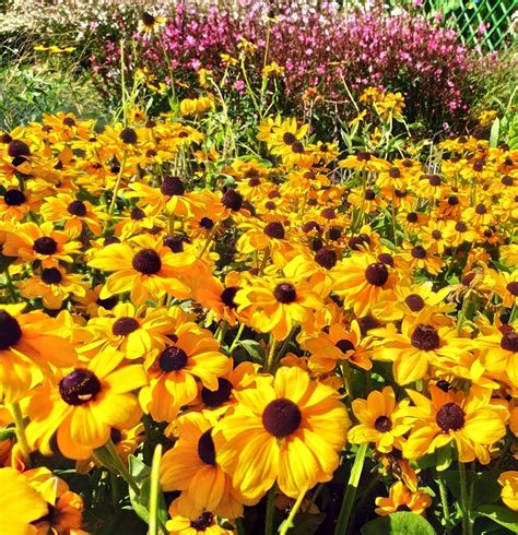 Rudbekia Rudbeckia Hirta Toto Gold Wieloletnia Zielone Cena