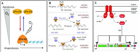 Schematic Representation Of Gene Regulation In Purple Bacteria A In