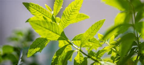 Cultivez Votre Verveine Nos Conseils Cmonjardinier