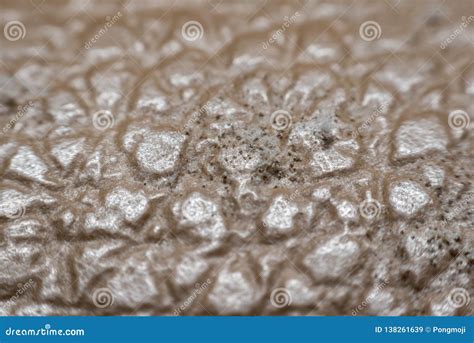 Mold Spores Grown on the Skin of the Leather Stock Image - Image of ...