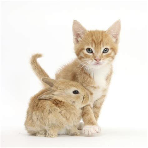 Ginger Kitten 7 Weeks And Baby Sandy Lop Rabbit Photographic Print