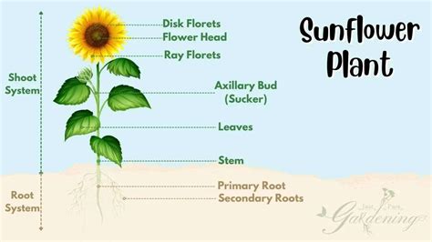 Parts Of A Sunflower An Illustrated Guide Just Pure Gardening