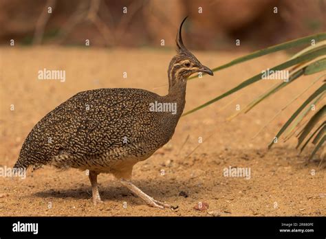 Elegant Crested Tinamou Eudromia Elegans In Paignton Zoo Devon Uk