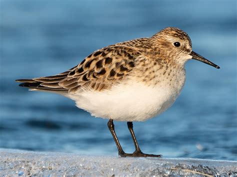 Bairds Sandpiper Ebird