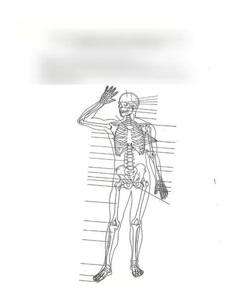 Appendicular Skeleton Pt 1 Only Lets Me Have 8 Terms Diagram Quizlet