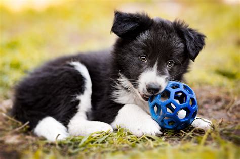 Border Collie Wallpaper 72 Images