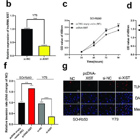 The Biological Effects Of XIST On The Malignant Phenotypes Of RB Cells