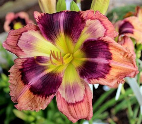 Daylily Hemerocallis Jammin S Neon Graffiti In The Daylilies