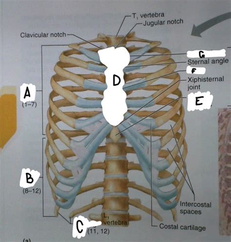 Anatomy Thoracic And Vert Diagrams Flashcards Quizlet