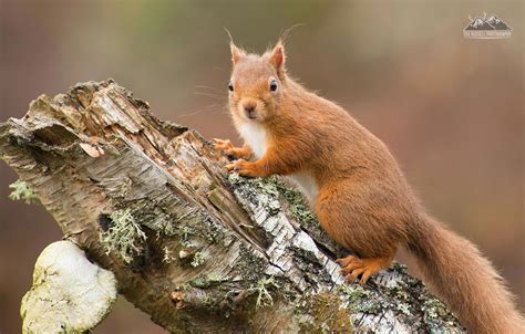 WILDWATCHER: Red Squirrels - Red Squirrel photography workshops & hide rentals available