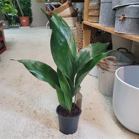 Aspidistra Aspidistra elatior Plantes d intérieur Plantes vertes