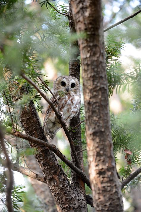 After 2 Months of Rest, a Tiny Owl Returns to the Wild - The New York Times