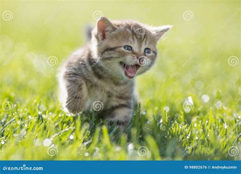 Young Funny Cat Meowing Outdoor Stock Photo - Image of marmoreal ...