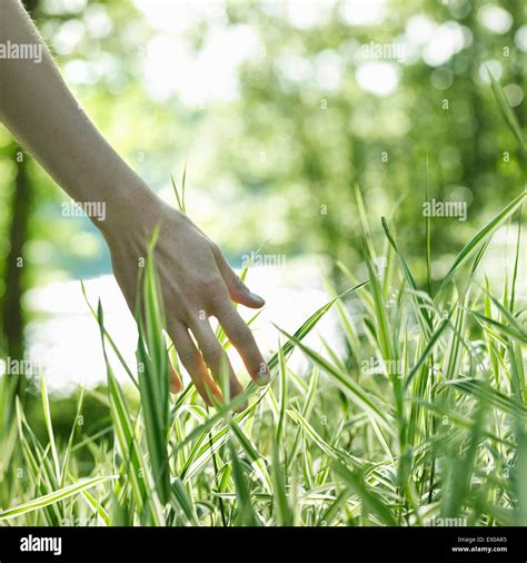 Person Touching Grass Stock Photo Alamy