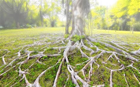 Understanding Tree Roots Above Ground Causes Solutions