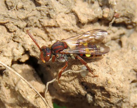 Nomada Ruficornis Female Ryton Wood Warwickshire F Flickr