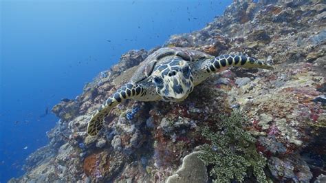 Diving In Komodo Fish Soup At Batu Bolong K Sony A S Youtube