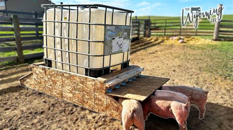 Water Tote Feeder At Robert Choate Blog