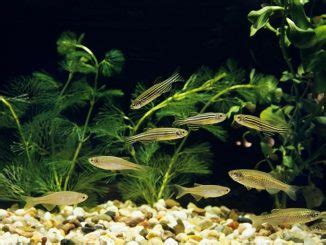 Leopard Danio Care Guide & Species Profile | Fishkeeping World