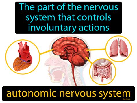 Autonomic Nervous System Definition Image Gamesmartz