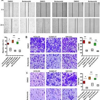 Bortezomib Attenuates The Migratory And Invasive Capacities Of