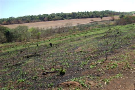 Usina multada em R 1 71 mi por incendiar áreas protegidas Correio do