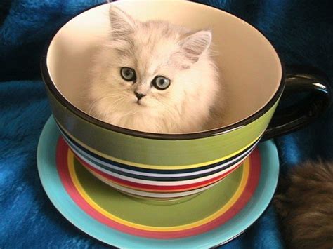 21 Pictures Of Cats Looking Cute In Cups