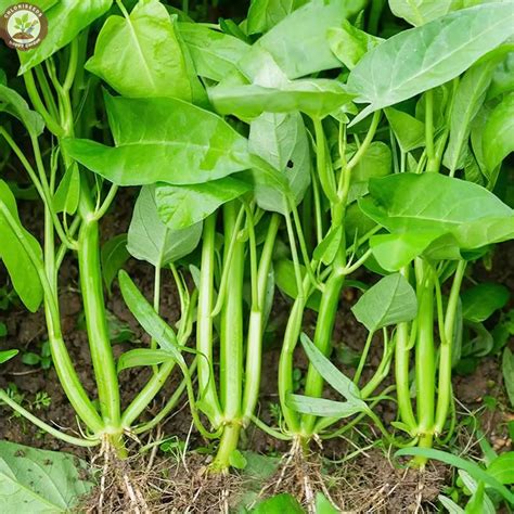 Three Forks Of Water Spinach Kangkong Ong Choy Water Morning Glory