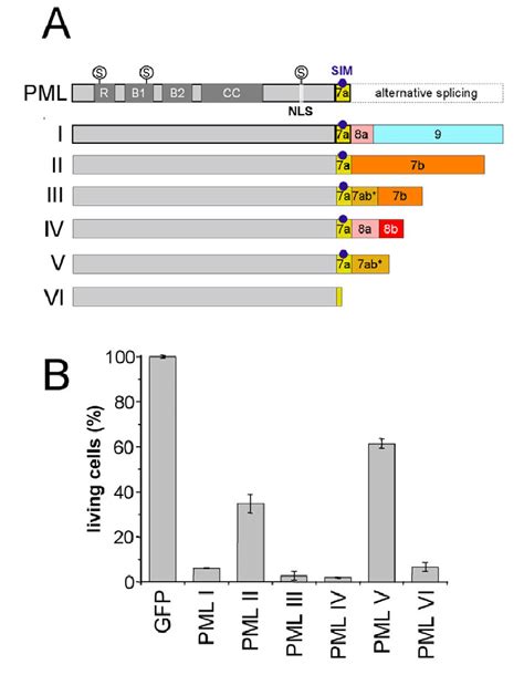 Gfp Pml Isoforms Are Biologically Active As Growth Suppressors A