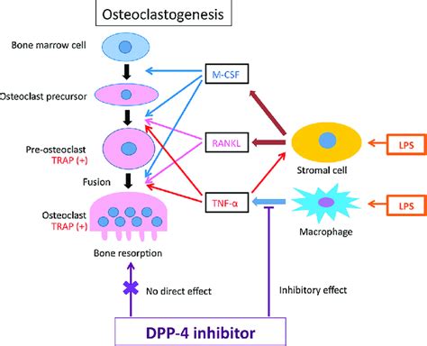 Schematic Of The Role Of Dipeptidyl Peptidase 4 Dpp 4 Inhibitor In Download Scientific