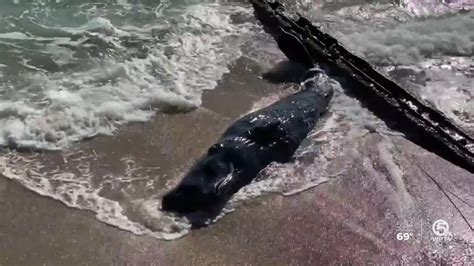 Dead Sperm Whale Washes Ashore On Palm Beach