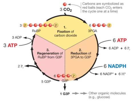 chapter 10-photosynthesis (calvin cycle) Flashcards | Quizlet