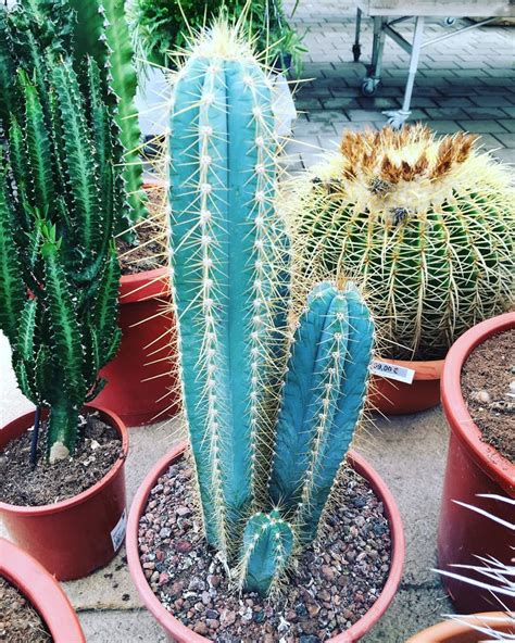 10pcs Blue Torch Cactus Pilosocereus Azureus Seeds Rare Exotic | Etsy