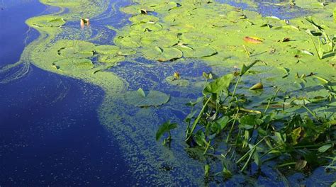 Public Health Advisories For Kansas Lakes Due To Blue Green Algae