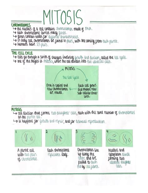 Mitosis Cell Biology Revision Poster Aqa Gcse Biology Double And