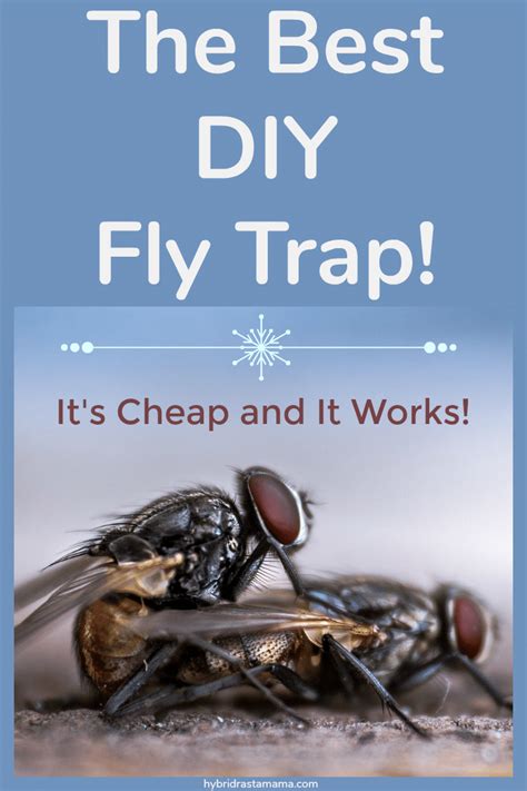 6 Ways To Get Rid Of Flies Naturally Hybrid Rasta Mama