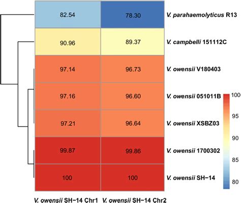 Heatmap Of Ani Of The Genomes V Owensii Sh 14 Versus The Other