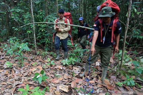 Pembersihan Jerat Di Kawasan Ekosistem Leuser Antara News