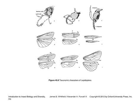 Order Lepidoptera Butterflies And Moths Ppt Download