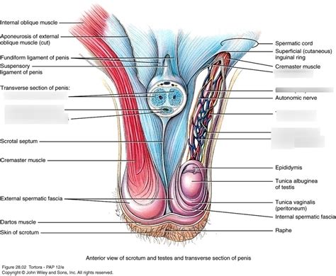 Pampiniform Plexus