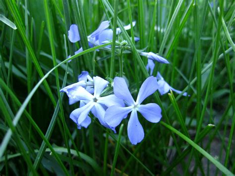 Wallpaper Flowers Nature Green Flower Flora Petal Meadow