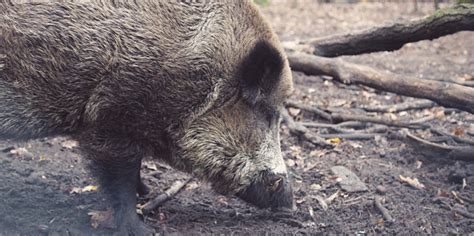 Afrikanische Schweinepest Breitet Sich Aus Radio Cottbus