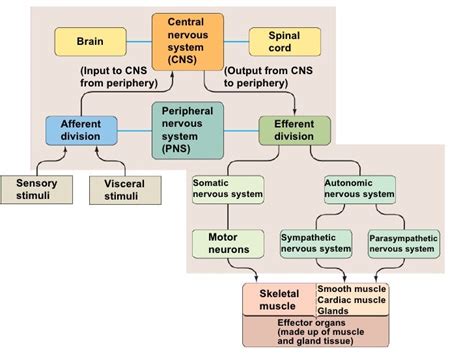 5 Cns 1